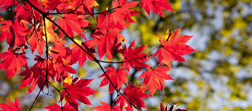 華政/イメージ紅葉